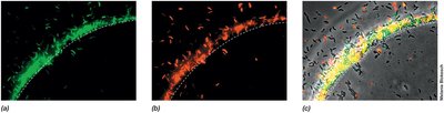 Regulation of Natural Competence in Vibrio cholerae