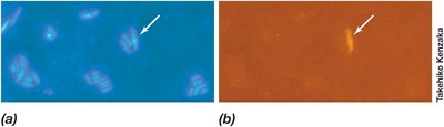 Visualization of Generalized Transduction