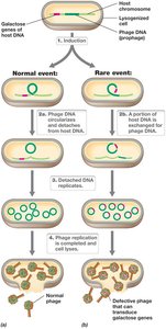 Specialized Transduction