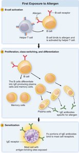First exposure to allergen: B cell activation, proliferation, and sensitization