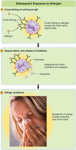Subsequent exposure to allergen: cross-linking, degranulation, and allergy symptoms