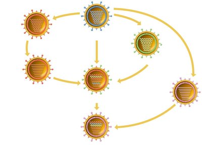 Influenza: Crossing the Species Barrier