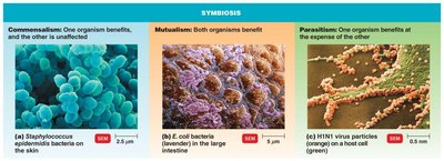 Symbiosis: commensalism, mutualism, parasitism