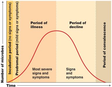 Stages of disease development