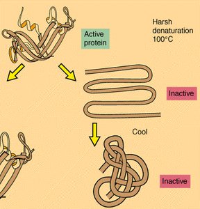 Protein denaturation by heat