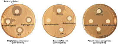 Disk-diffusion method showing zones of inhibition for different chemicals against various bacteria