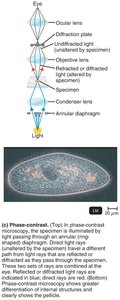 Phase-contrast microscopy diagram and micrograph