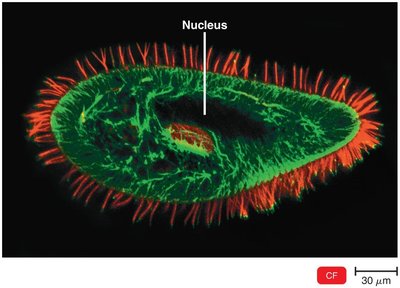 Confocal microscopy micrograph