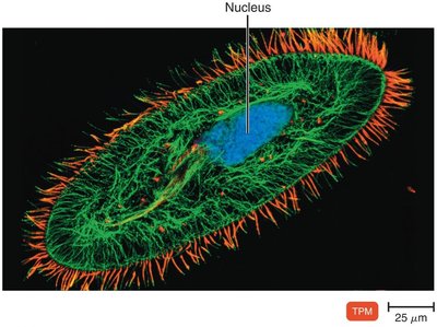 Two-photon microscopy micrograph