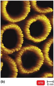 Atomic force microscopy image