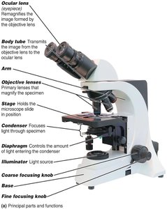 Parts of a compound light microscope