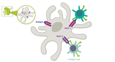Diagram of MHC I and II presentation to T cells