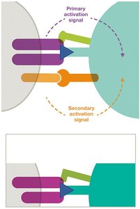 Diagram of T cell activation signals
