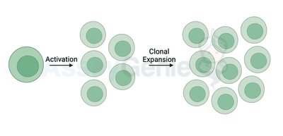 Diagram of clonal expansion of lymphocytes