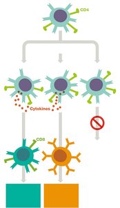 Diagram of T helper cell subclasses and their functions