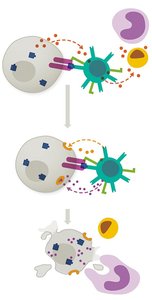 Diagram of cytotoxic T cell killing a target cell
