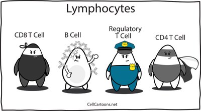 Cartoon of lymphocyte types: CD8 T cell, B cell, Regulatory T cell, CD4 T cell