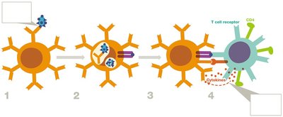 Diagram of B cell activation by T-dependent antigen
