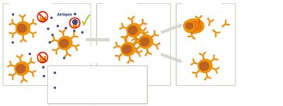 Diagram of B cell proliferation and differentiation