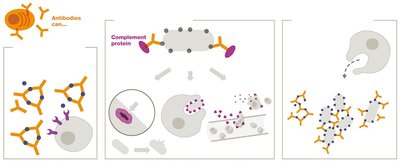 Diagram of antibody functions: neutralization, opsonization, complement activation