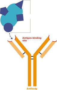 Diagram of antibody structure and antigen binding site
