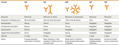 Diagram of IgG antibody structure