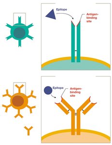 Diagram of TCR and BCR structure and antigen binding