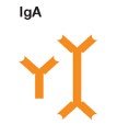 Diagram of IgM antibody structure