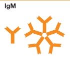 Diagram of IgE antibody structure