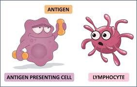 Cartoon of antigen presenting cell and lymphocyte