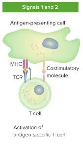 Diagram of T cell activation with costimulatory molecule