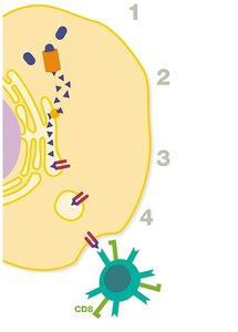 Diagram of MHC I antigen presentation pathway