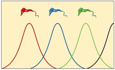 Graph showing antigenic variation in trypanosomes
