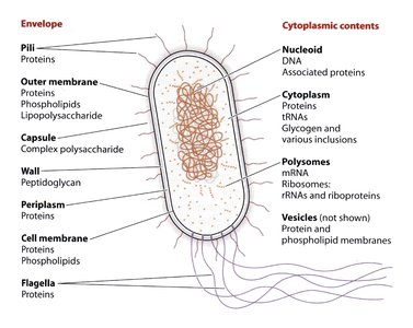 Diagram of bacterial cell structure