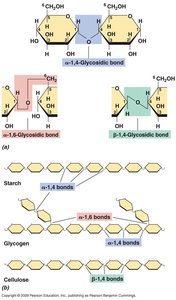 Glycosidic bonds and polysaccharide structure