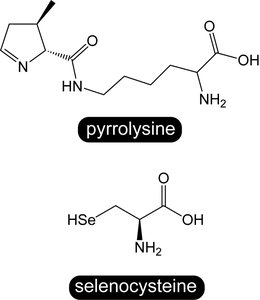 Rare amino acids: pyrrolysine and selenocysteine
