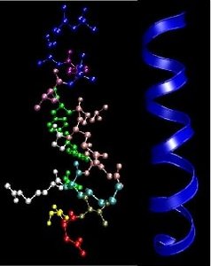 Protein secondary structure: alpha helix