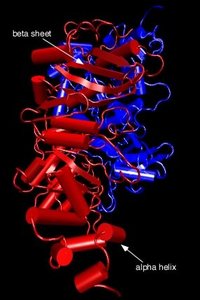 Protein tertiary structure: beta sheet and alpha helix