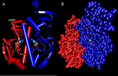 Protein quaternary structure: CRP protein