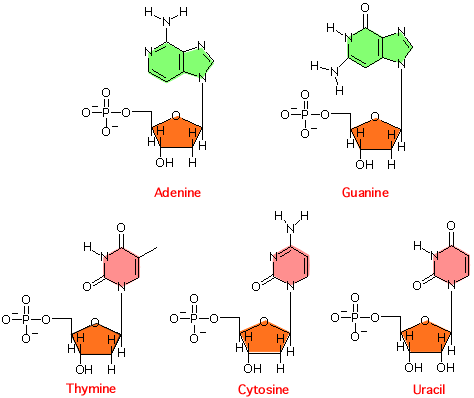 DNA structure and base pairing