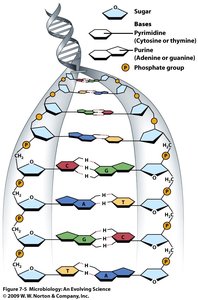 RNA structure