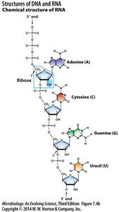 Chemical structure of RNA
