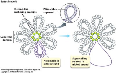 Bacterial nucleoid supercoiling and anchoring