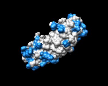 Size of the prokaryotic genome