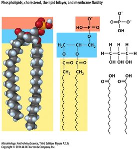 Phospholipid structure