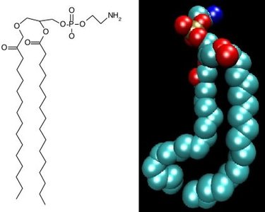 Phosphatidylethanolamine structure