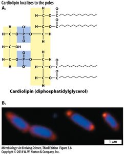Hopanoids in membrane