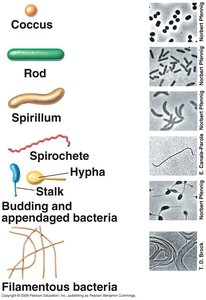 Bacterial cell shape diversity