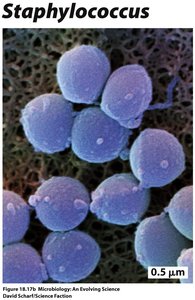 Staphylococcus cells