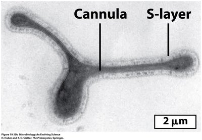 Archaeal cannula and S-layer